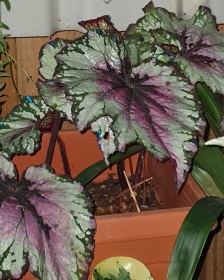 B rex 'Blueberry Sorbet' (foliage)