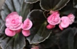 B Semperflorens 'Pink' (Flower)