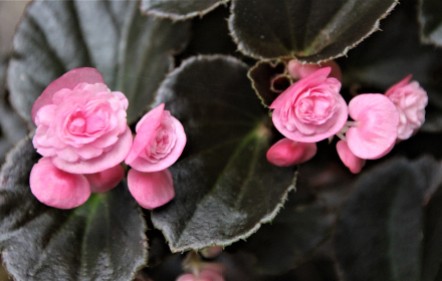 B Semperflorens 'Pink' (Flower)