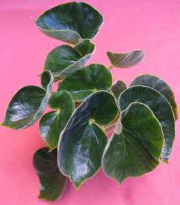 B fernandocostae (foliage)
