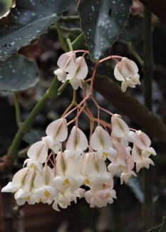 B 'White Chandelier' (flowers)