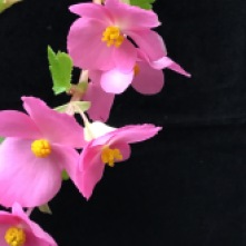 B. gracilis (Hollyhock)- Flowers