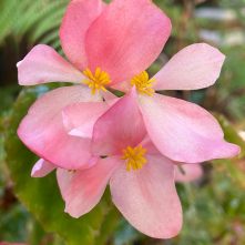 B richmondensis - flowers [Grower: L Johnston]